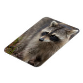 Raccoon, Procyon lotor, Florida Magnet (Linke Seite)