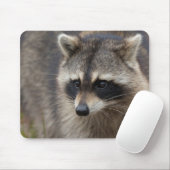 Raccoon, Procyon lotor, Florida Mousepad (Mit Mouse)