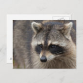 Raccoon, Procyon lotor, Florida Postkarte (Vorne/Hinten)
