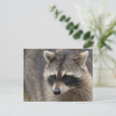 Raccoon, Procyon lotor, Florida Postkarte (Stehend Vorderseite)