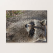 Raccoon, Procyon lotor, Florida Puzzle (Horizontal)