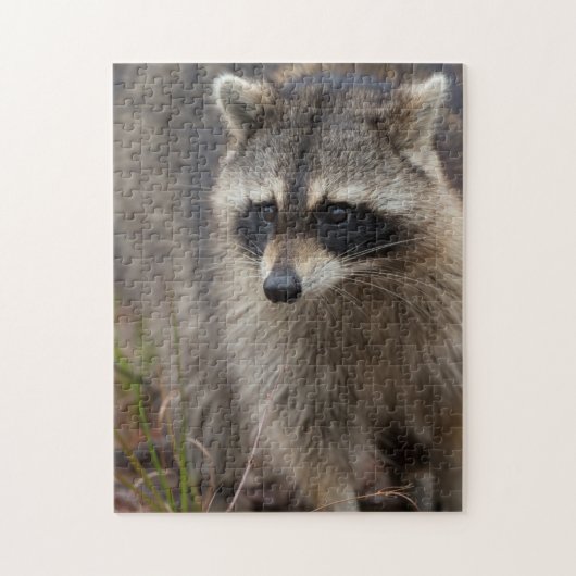 Raccoon, Procyon lotor, Florida Puzzle (Vertikal)