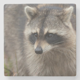 Raccoon, Procyon lotor, Florida Steinuntersetzer