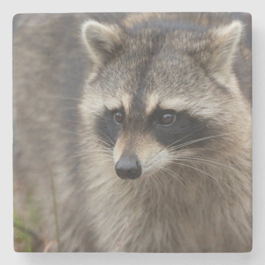 Raccoon, Procyon lotor, Florida Steinuntersetzer (Vorderseite)