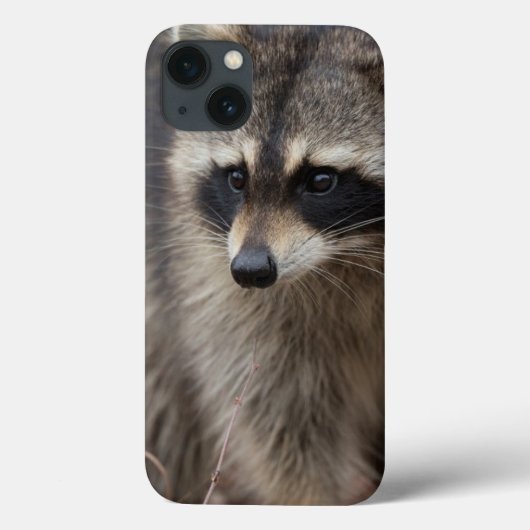 Raccoon, Procyon lotor, Florida, USA 1 Case-Mate iPhone Hülle (Rückseite)