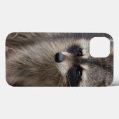 Raccoon, Procyon lotor, Florida, USA 1 Case-Mate iPhone Hülle (Rückseite (Horizontal))