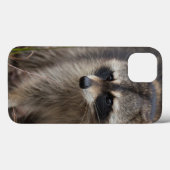 Raccoon, Procyon lotor, Florida, USA 1 Case-Mate iPhone Hülle (Rückseite (Horizontal))