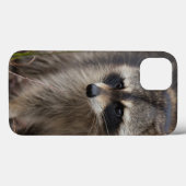 Raccoon, Procyon lotor, Florida, USA 1 Case-Mate iPhone Hülle (Rückseite (Horizontal))