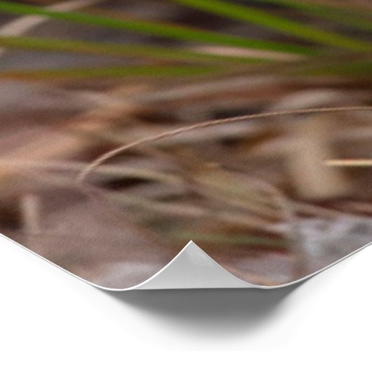 Raccoon, Procyon lotor, Florida, USA 1 Poster (Ecke)