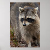 Raccoon, Procyon lotor, Florida, USA 1 Poster (Vorne)