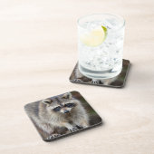 Raccoon, Procyon lotor, Florida, USA 2 Getränkeuntersetzer (Rechte Seite)