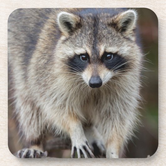 Raccoon, Procyon lotor, Florida, USA 2 Getränkeuntersetzer (Vorderseite)