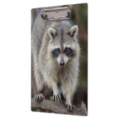 Raccoon, Procyon lotor, Florida, USA 2 Klemmbrett (Links)