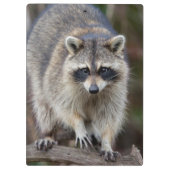 Raccoon, Procyon lotor, Florida, USA 2 Klemmbrett (Rückseite)