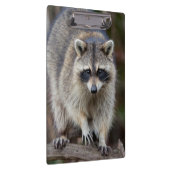 Raccoon, Procyon lotor, Florida, USA 2 Klemmbrett (Rechts)