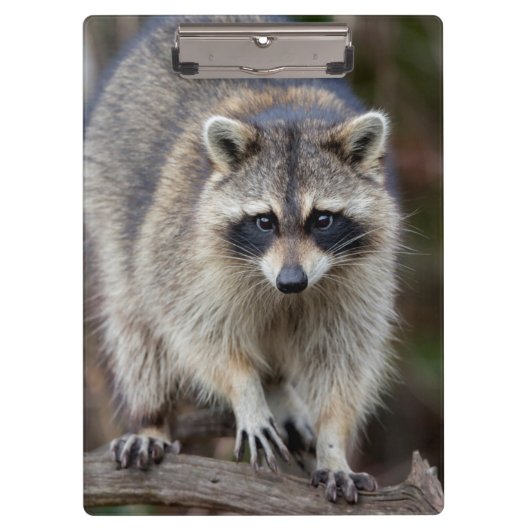 Raccoon, Procyon lotor, Florida, USA 2 Klemmbrett (Vorderseite)