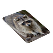 Raccoon, Procyon lotor, Florida, USA 2 Magnet (Rechte Seite)