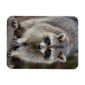 Raccoon, Procyon lotor, Florida, USA 2 Magnet (Horizontal)
