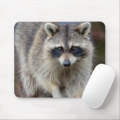 Raccoon, Procyon lotor, Florida, USA 2 Mousepad (Mit Mouse)