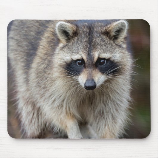 Raccoon, Procyon lotor, Florida, USA 2 Mousepad (Vorne)