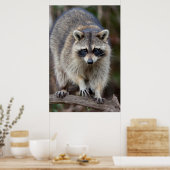 Raccoon, Procyon lotor, Florida, USA 2 Poster (Küche)