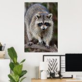 Raccoon, Procyon lotor, Florida, USA 2 Poster (Heimbüro)