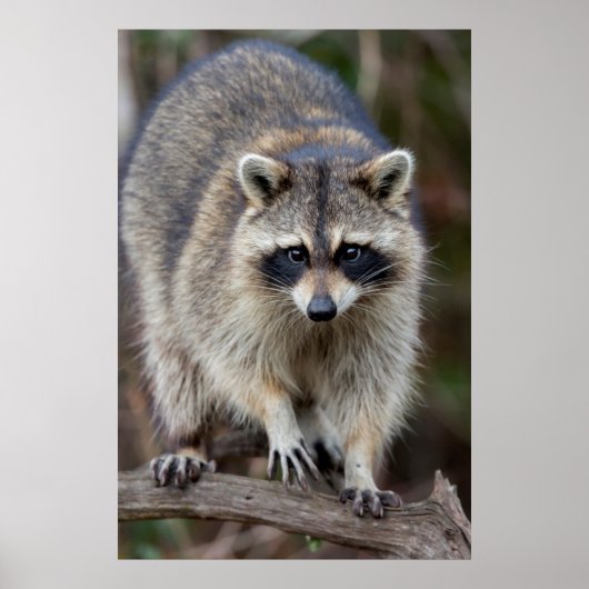 Raccoon, Procyon lotor, Florida, USA 2 Poster (Vorne)