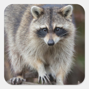 Raccoon, Procyon lotor, Florida, USA 2 Quadratischer Aufkleber