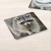 Raccoon, Procyon lotor, Florida, USA 2 Rechteckiger Pappuntersetzer (angewinkelt)