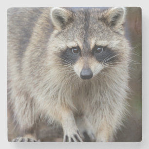 Raccoon, Procyon lotor, Florida, USA 2 Steinuntersetzer