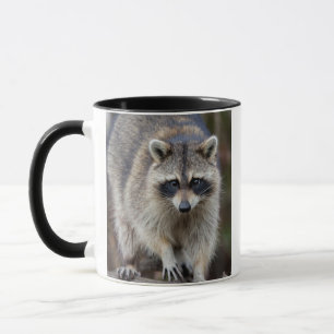 Raccoon, Procyon lotor, Florida, USA 2 Tasse