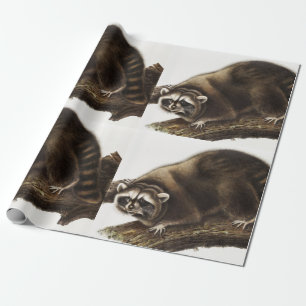 Raccoon (Procyon lotor) Illustration Geschenkpapier
