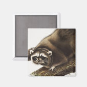 Raccoon (Procyon lotor) Illustration Magnet (Vorderseite/Rückseite)