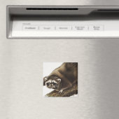 Raccoon (Procyon lotor) Illustration Magnet (In Situ (Geschirrspüler))