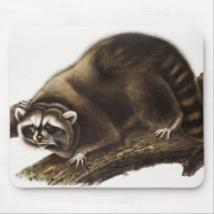 Raccoon (Procyon lotor) Illustration Mousepad
