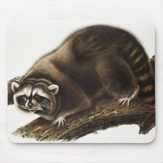 Raccoon (Procyon lotor) Illustration Mousepad (Vorne)
