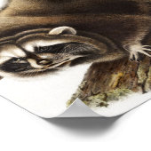 Raccoon (Procyon lotor) Illustration Poster (Ecke)