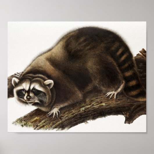 Raccoon (Procyon lotor) Illustration Poster (Vorne)