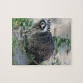 Raccoon Puzzle (Horizontal)