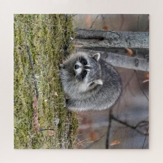 Raccoon Puzzle (Horizontal)