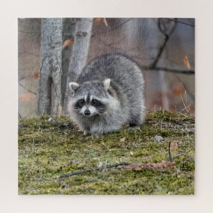 Raccoon Puzzle