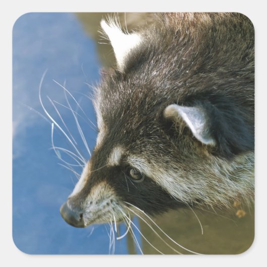 Raccoon Quadratischer Aufkleber (Vorderseite)