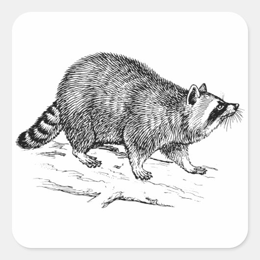 Raccoon Quadratischer Aufkleber (Vorderseite)