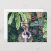 Raccoon Raiding the Bird Feeder Postkarte (Vorne/Hinten)