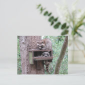 Raccoon Rascals Postkarte (Stehend Vorderseite)