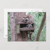 Raccoon Rascals Postkarte (Vorne/Hinten)