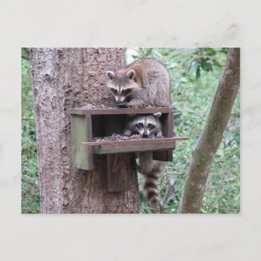 Raccoon Rascals Postkarte (Vorderseite)