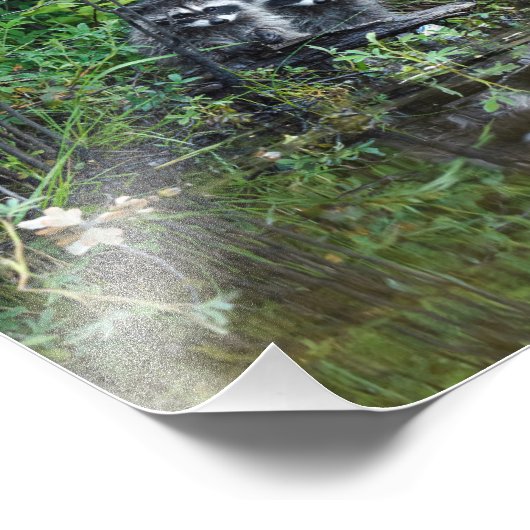 Raccoon Reflection Fotodruck (Ecke)
