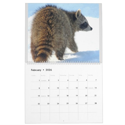 Raccoon Rescue & Release bei Wild Blue Yonder 2023 Kalender (Feb 2026)