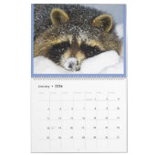 Raccoon Rescue & Release bei Wild Blue Yonder 2023 Kalender (Jan 2026)